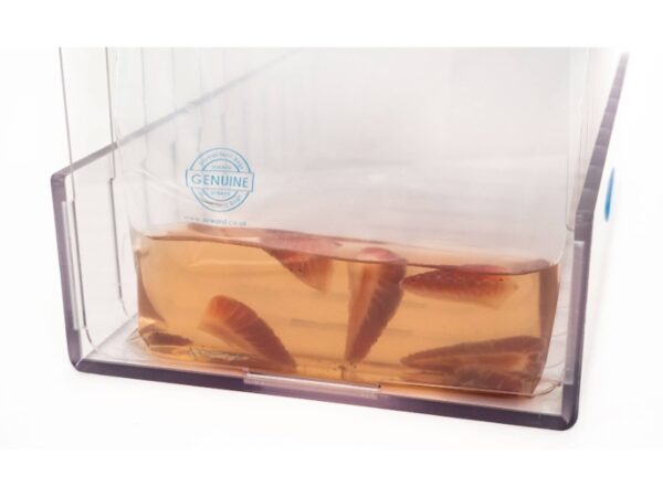 BA6096 Stomacher 400 bag rack with 10-place layout for efficient lab workflow front